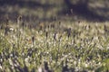morning dew drops in gren grass meadow in autumn - vintage retro Royalty Free Stock Photo