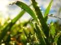 Morning Dew Drops: Nature's Sparkling Jewels on the Grass Royalty Free Stock Photo