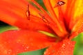 Polan grains and Dew drops on flower petals