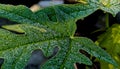morning dew drops on papaya green leaf Royalty Free Stock Photo