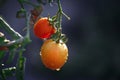 Morning dew drops shining on tomatoes growing in organic gardening