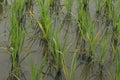 Morning Dew drops on small green rice plant on a farm field Royalty Free Stock Photo