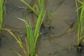 Morning Dew drops on small green rice plant on a farm field Royalty Free Stock Photo