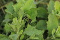 Morning Dew drops on small wild green plant on a farm field. Royalty Free Stock Photo