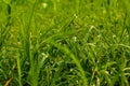 The morning dew drops on the thin young green leaves of paddy Royalty Free Stock Photo
