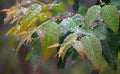 Morning Dew Drops - Water Condensation on Multicolored Leaves - Natural Background Royalty Free Stock Photo