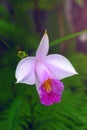 Morning dew drops on wild bamboo orchid