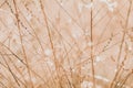 Morning dew on dry grass at the natural morning sunlight Royalty Free Stock Photo