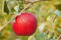 Morning dew is drying on red apple Royalty Free Stock Photo