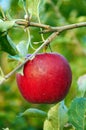 Morning dew is drying on red apple Royalty Free Stock Photo