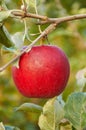 Morning dew is drying on red apple Royalty Free Stock Photo