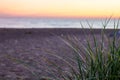 Morning Dew On Dune Grass Royalty Free Stock Photo