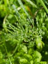 Morning dew on equisetum Royalty Free Stock Photo