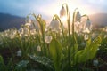 morning dew on a field of blooming lily of the valley