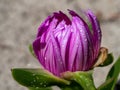 Morning dew on a flower Hottentots Fig Royalty Free Stock Photo