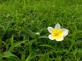 Morning Dew Frangipani flower green grass white yellow nature garden fresh