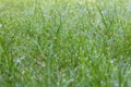 Morning dew on fresh grren grass in the garden. Royalty Free Stock Photo