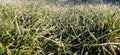 Morning dew froze on a green grass. Frost lawn in a rays of sunlight. Closeup. Copy space. Banner. Early autumn. First frosts.