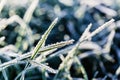 Morning dew froze on a green grass lawn and turned into frost, which shimmers in the rays of sunlight