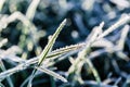 Morning dew froze on a green grass lawn and turned into frost, which shimmers in the rays of sunlight