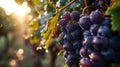 morning dew on grapes, macro shot, among the vines, sunrise on vineyard, glistening dew and grape purples.