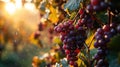 morning dew on grapes, macro shot, among the vines, sunrise on vineyard, glistening dew and grape purples.