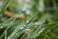 Morning Dew on Grass