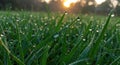 Morning dew on grass blades in sunlight captures tranquil nature Royalty Free Stock Photo