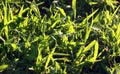 Morning dew on grass in Central Park Royalty Free Stock Photo