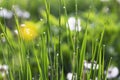 Morning dew in the grass closeup, bright nature morning water dr