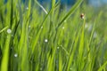 Morning dew in the grass closeup, bright nature morning water dr