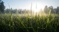 Morning dew on the grass in the forest. Nature background Royalty Free Stock Photo