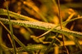 Morning dew on grass, leaves and branches on the morning autumn sunrise Royalty Free Stock Photo