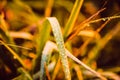 Morning dew on grass, leaves and branches on the morning autumn sunrise