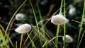 Morning dew on grass seed heads bending under the weight of dew droplets Royalty Free Stock Photo