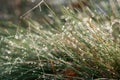 Morning dew on grass selective focus Royalty Free Stock Photo