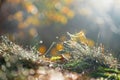 Morning dew on grass selective focus Royalty Free Stock Photo