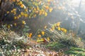 Morning dew on grass selective focus Royalty Free Stock Photo