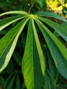 morning dew on green cassava leaves