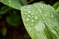 Morning dew on green foliage. Early morning Royalty Free Stock Photo