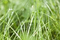 Morning dew on green forest grass, dew drops background Royalty Free Stock Photo