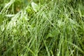 Morning dew on green forest grass, dew drops background Royalty Free Stock Photo