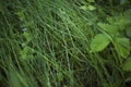 Morning dew on green forest grass, dew drops background Royalty Free Stock Photo