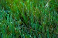 Morning dew on the green grass. Drops of water on the grass. Natural phenomena