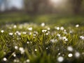 morning dew on green grass and flowers in spring nature landscape abstract macro bokeh blur Royalty Free Stock Photo