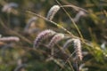 Morning dew on green grass at the natural morning sunlight. Abstract fresh, green grass background with blurred bokeh lights Royalty Free Stock Photo