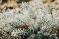 Morning dew on green grass at the natural morning sunlight Royalty Free Stock Photo