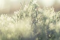 Morning dew on green grass at the natural morning sunlight. Abstract fresh, green grass background with blurred bokeh lights Royalty Free Stock Photo