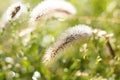 Morning dew on green grass at the natural morning sunlight. Abstract fresh, green grass background with blurred bokeh lights Royalty Free Stock Photo