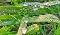 Morning dew on the green grass ÃÂ®n spring season. Royalty Free Stock Photo